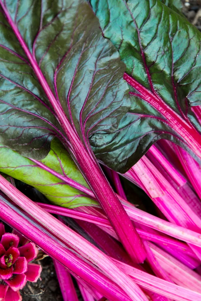 November Seasonal Produce: What’s In Season in France & UK