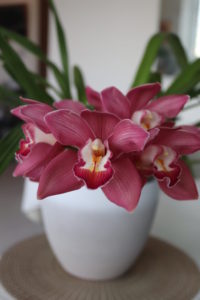 cymbidium orchid