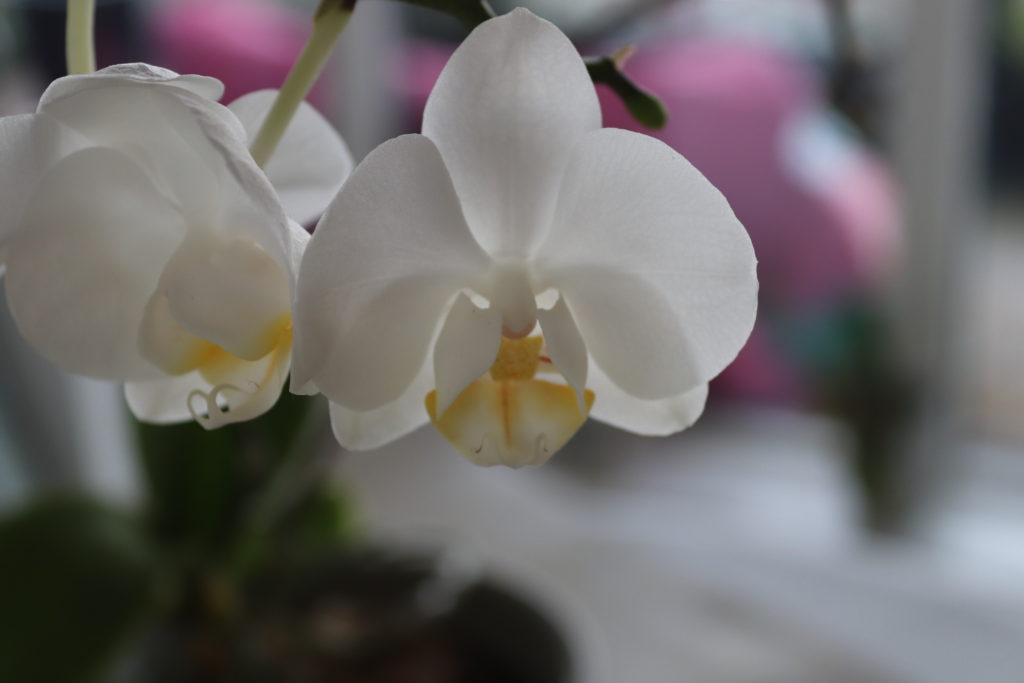 up close moth orchid