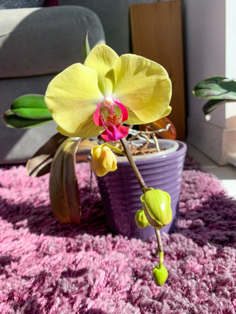 yellow moth orchid