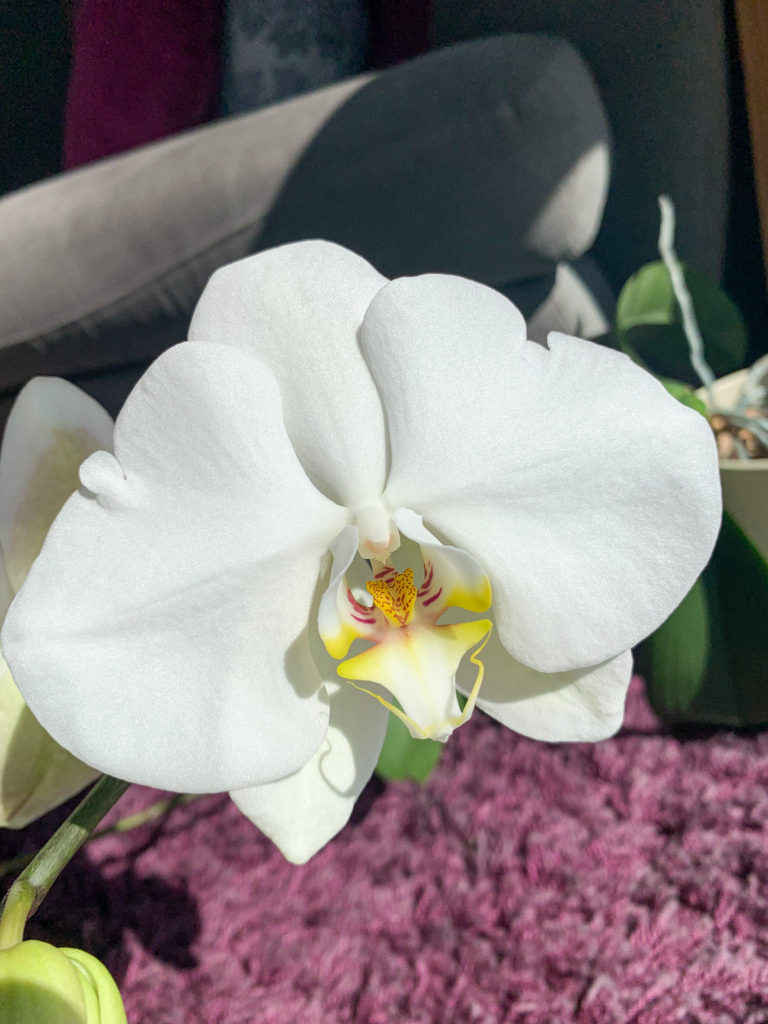 giant moth orchid