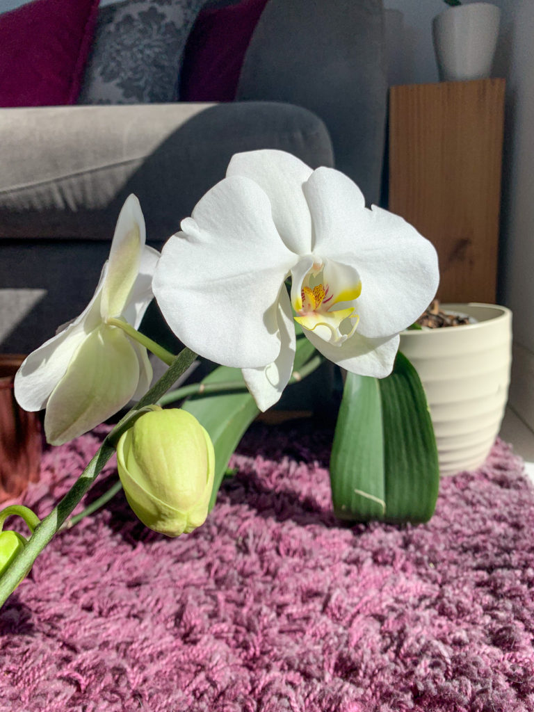 giant moth orchid