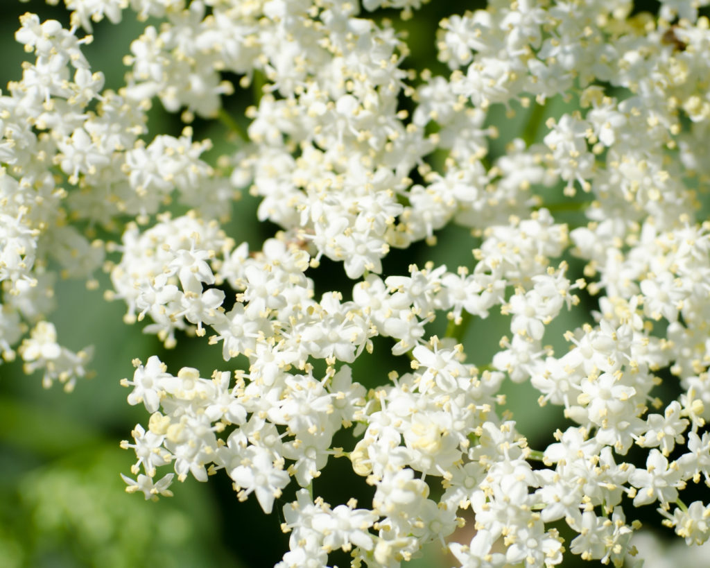 elderflowers