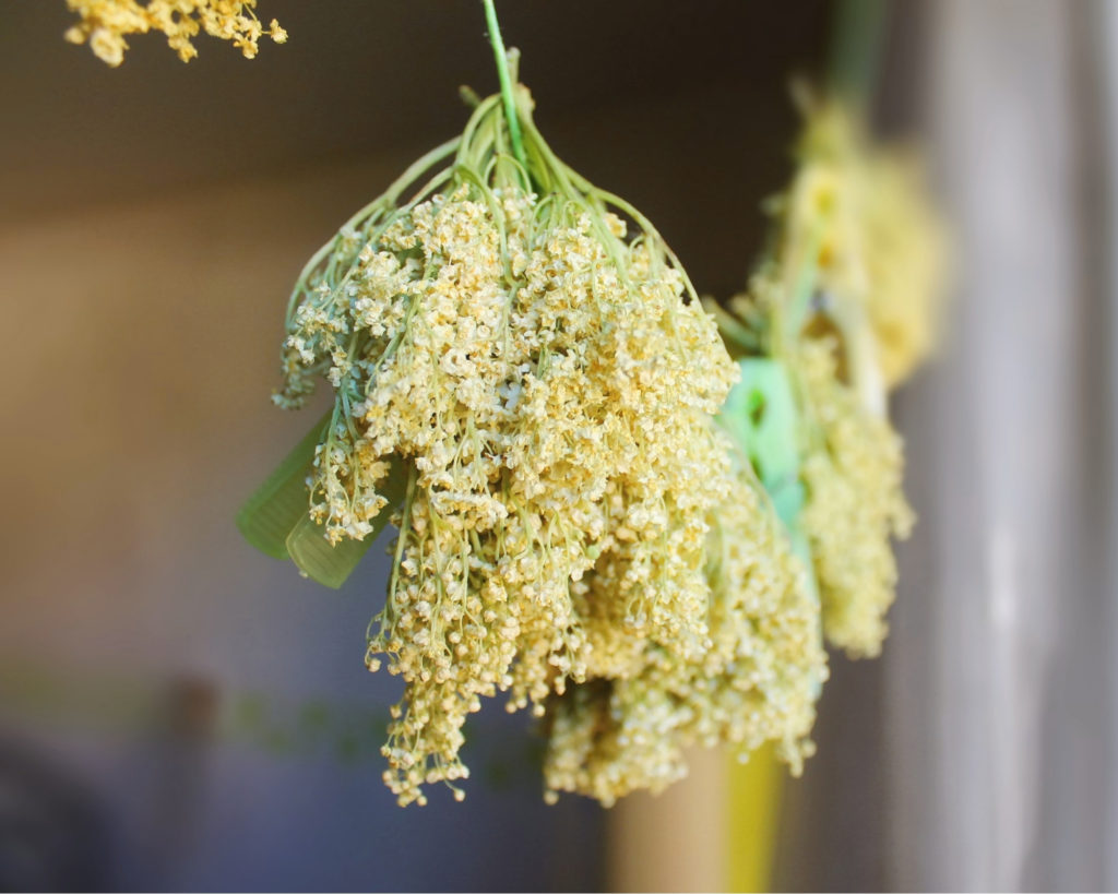 drying elderflowers