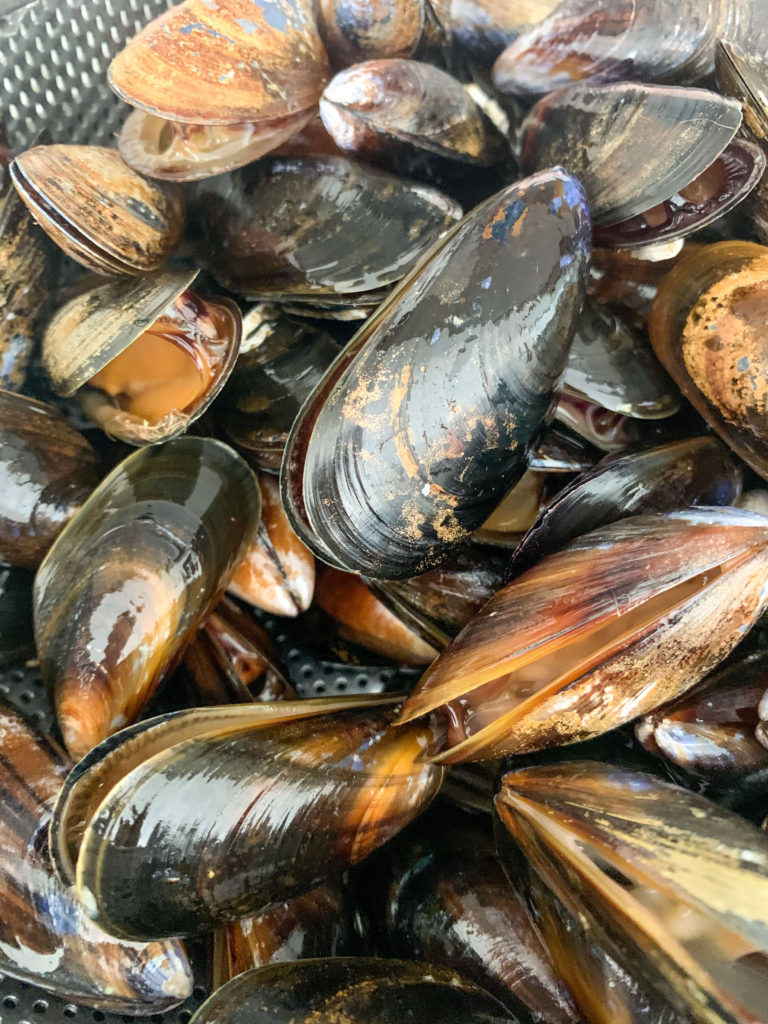 up close live mussels