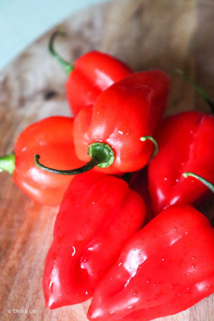 scotch bonnet chillies