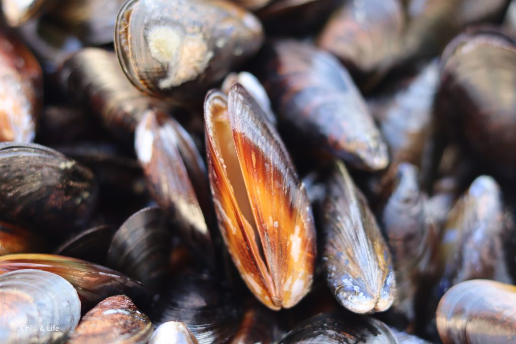 Live Mussels