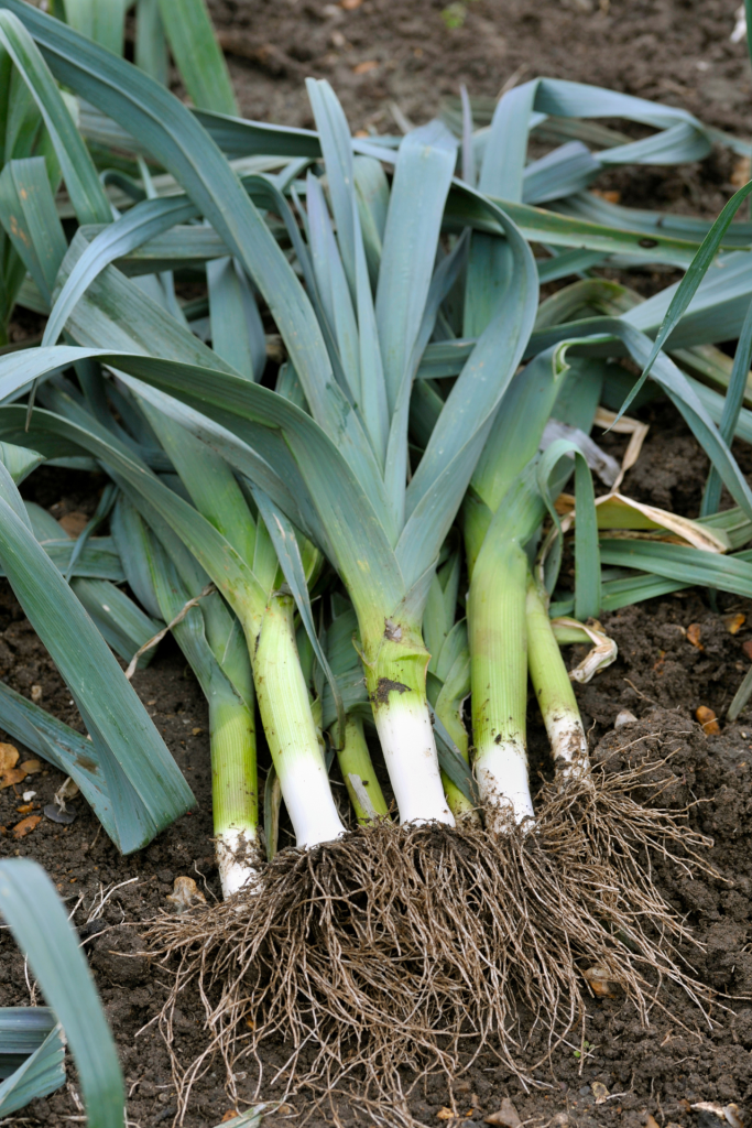 leeks fresh from the grounds