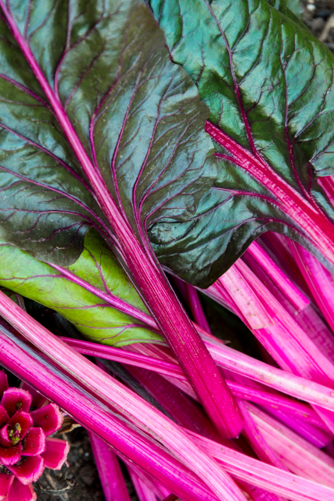 blette or swiss chard 